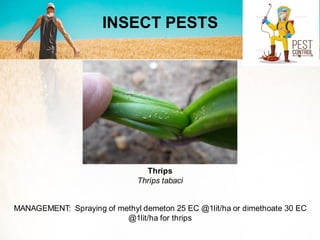 INSECT PESTS
MANAGEMENT: Spraying of methyl demeton 25 EC @1lit/ha or dimethoate 30 EC
@1lit/ha for thrips
Thrips
Thrips tabaci
 