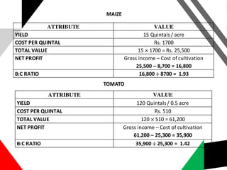 TOMATO
MAIZE
ATTRIBUTE VALUE
YIELD 15 Quintals/ acre
COST PER QUINTAL Rs. 1700
TOTAL VALUE 15 × 1700 = Rs. 25,500
NET PROFIT Gross income – Cost of cultivation
25,500 – 8,700 = 16,800
B:C RATIO 16,800 ÷ 8700 = 1.93
ATTRIBUTE VALUE
YIELD 120 Quintals/ 0.5 acre
COST PER QUINTAL Rs. 510
TOTAL VALUE 120 × 510 = 61,200
NET PROFIT Gross income – Cost of cultivation
61,200 – 25,300 = 35,900
B:C RATIO 35,900 ÷ 25,300 = 1.42
 