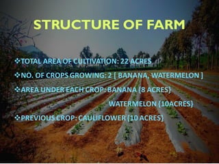 TOTAL AREA OF CULTIVATION: 22 ACRES
NO. OF CROPS GROWING: 2 [ BANANA, WATERMELON ]
AREA UNDER EACH CROP: BANANA {8 ACRES}
WATERMELON {10ACRES}
PREVIOUS CROP: CAULIFLOWER{10 ACRES}
STRUCTURE OF FARM
 