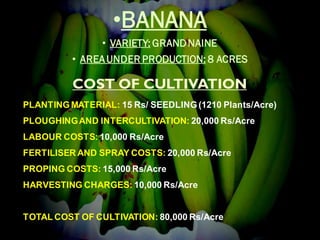 COST OF CULTIVATION
•BANANA
• VARIETY: GRANDNAINE
• AREA UNDER PRODUCTION: 8 ACRES
PLANTINGMATERIAL: 15 Rs/ SEEDLING(1210 Plants/Acre)
PLOUGHINGAND INTERCULTIVATION: 20,000 Rs/Acre
LABOUR COSTS: 10,000 Rs/Acre
FERTILISER AND SPRAY COSTS: 20,000 Rs/Acre
PROPING COSTS: 15,000 Rs/Acre
HARVESTING CHARGES: 10,000 Rs/Acre
TOTAL COST OF CULTIVATION: 80,000 Rs/Acre
 