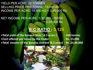 YIELD PER ACRE: 22 TONNES
SELLING PRICE PER TONNE: 15,000 Rs
INCOME PER ACRE: 15,000×22 = 3,30,000 Rs
NET INCOME PER ACRE: 3,30,000 – 80000
= 2,50,000 Rs
B:C RATIO : 3.125
•Total yield of the banana farm [ 8.5 acres ] : 160 tonnes
•Cost offered per tonne by the trader : Rs. 15,000
•Total income of the banana orchard [8.5 acres] : Rs. 24,00,000
 