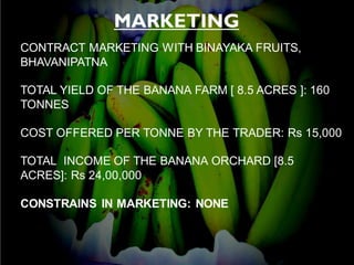 MARKETING
CONTRACT MARKETING WITH BINAYAKA FRUITS,
BHAVANIPATNA
TOTAL YIELD OF THE BANANA FARM [ 8.5 ACRES ]: 160
TONNES
COST OFFERED PER TONNE BY THE TRADER: Rs 15,000
TOTAL INCOME OF THE BANANA ORCHARD [8.5
ACRES]: Rs 24,00,000
CONSTRAINS IN MARKETING: NONE
 