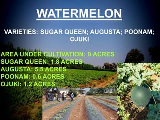 WATERMELON
VARIETIES: SUGAR QUEEN; AUGUSTA; POONAM;
OJUKI
AREA UNDER CULTIVATION: 9 ACRES
SUGAR QUEEN: 1.8 ACRES
AUGUSTA: 5.5 ACRES
POONAM: 0.6 ACRES
OJUKI: 1.2 ACRES
 