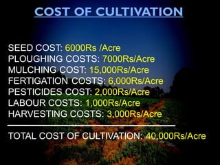 COST OF CULTIVATION
SEED COST: 6000Rs /Acre
PLOUGHING COSTS: 7000Rs/Acre
MULCHING COST: 15,000Rs/Acre
FERTIGATION COSTS: 6,000Rs/Acre
PESTICIDES COST: 2,000Rs/Acre
LABOUR COSTS: 1,000Rs/Acre
HARVESTING COSTS: 3,000Rs/Acre
TOTAL COST OF CULTIVATION: 40,000Rs/Acre
 