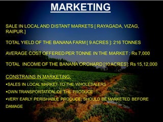 MARKETING
SALE IN LOCALAND DISTANT MARKETS [ RAYAGADA, VIZAG,
RAIPUR.]
TOTAL YIELD OF THE BANANA FARM [ 9 ACRES ]: 216 TONNES
AVERAGE COST OFFERED PER TONNE IN THE MARKET : Rs 7,000
TOTAL INCOME OF THE BANANA ORCHARD [10ACRES]: Rs 15,12,000
CONSTRAINS IN MARKETING:
SALES IN LOCAL MARKET TO THE WHOLESALERS
OWN TRANSPORTATION OF THE PRODUCE
VERY EARLY PERISHABLE PRODUCE, SHOULD BE MARKETED BEFORE
DAMAGE
 