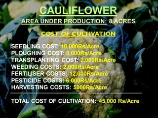 CAULIFLOWER
SEEDLING COST: 10,000Rs/Acre
PLOUGHING COST: 8,000Rs/Acre
TRANSPLANTING COST: 2,000Rs/Acre
WEEDING COSTS: 2,000Rs/Acre
FERTILISER COSTS: 12,000Rs/Acre
PESTICIDE COSTS: 6,000Rs/Acre
HARVESTING COSTS: 5000Rs/Acre
TOTAL COST OF CULTIVATION: 45,000 Rs/Acre
AREA UNDER PRODUCTION: 8 ACRES
COST OF CULTIVATION
 