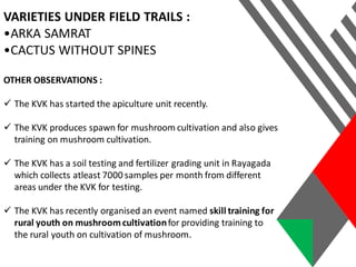 VARIETIES UNDER FIELD TRAILS :
•ARKA SAMRAT
•CACTUS WITHOUT SPINES
OTHER OBSERVATIONS :
 The KVK has started the apiculture unit recently.
 The KVK produces spawn for mushroom cultivation and also gives
training on mushroom cultivation.
 The KVK has a soil testing and fertilizer grading unit in Rayagada
which collects atleast 7000 samples per month from different
areas under the KVK for testing.
 The KVK has recently organised an event named skill training for
rural youth on mushroomcultivationfor providing training to
the rural youth on cultivation of mushroom.
 