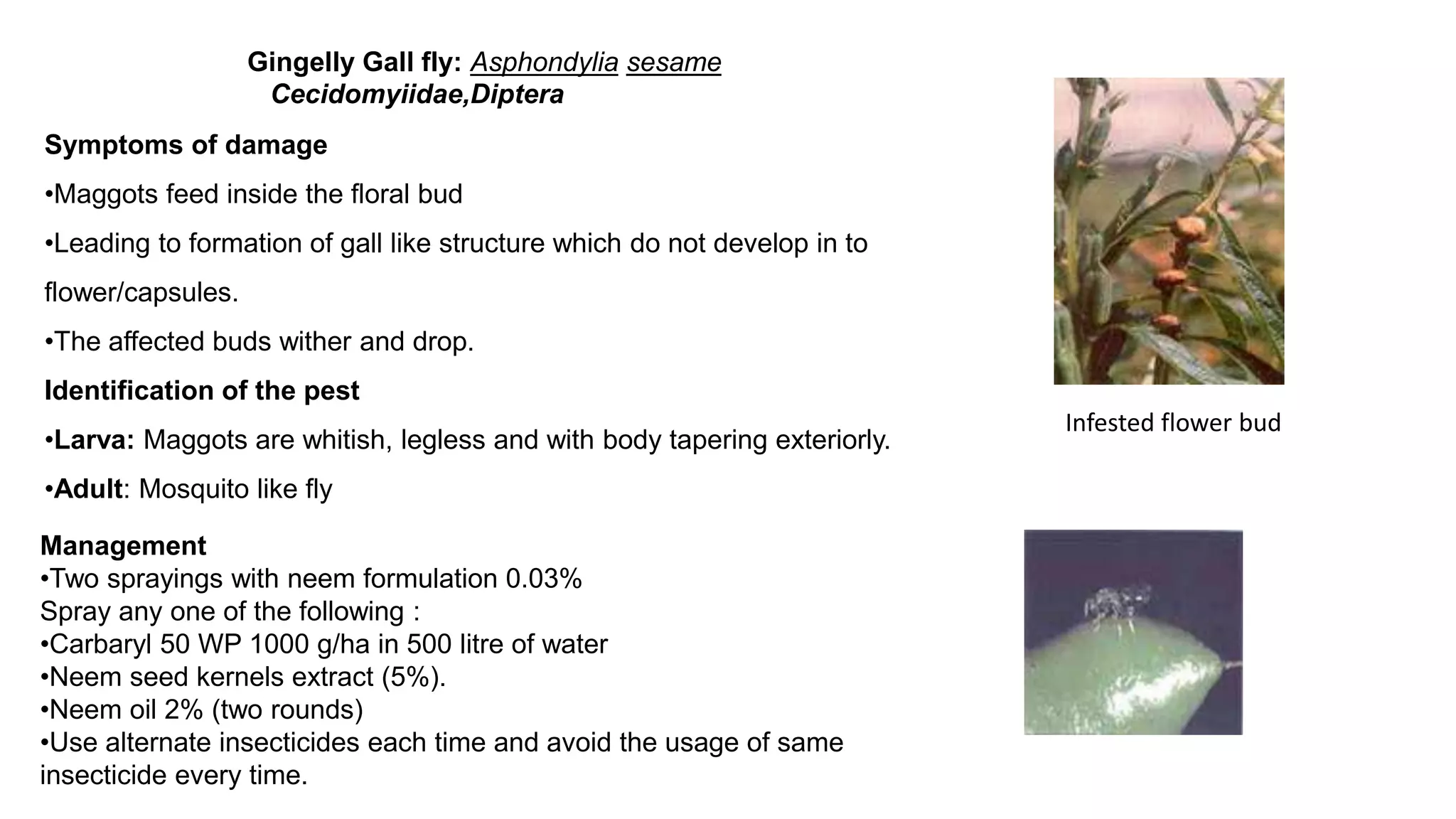 pest of oil seed crops 511 [Autosaved].pptx