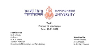 Topic:
Pests of oil seed crops
Date: 16-11-2022
Submitted to:
Dr. P. S. Singh,
Professor.
Dr. R. S. Meena,
Assistant Professor.
Department of Entomology and Agril. Zoology
Submitted by:
Banoth Sandeep,
21412EAZ005,
M. Sc. (Ag.) Previous
 