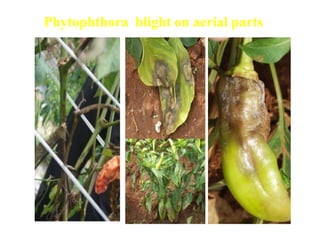 Sandeep vegetable diseases | PPTX