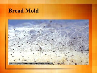 Bread Mold 