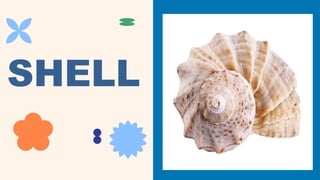 Shell Vocabulary sand findings vocabulary: shell, crab,.pptx