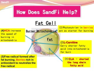 How Does SandFi Help?
Fat Cell
(1)CLA – shorted
the long chain
fatty acid
Fat
(2)L-Carnitine
Carry shorter fatty
acid into mitochondria
for burn
(3)Phytonutrien in berries
act as starter for burning(4)HCA increase
the speed of
burning in
mitochondria
(5)Free radical formed after
fat burning. Berries rich in
antioxidant to neutralize the
free radical
Burner(Mitochondria)
SandFi
 