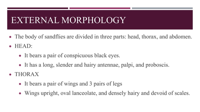 SAND FLIES (Phlebotominae)