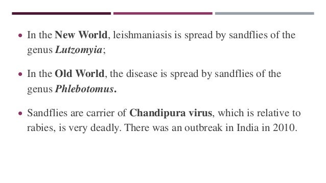 SAND FLIES (Phlebotominae)