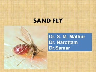 SAND FLY 
Dr. S. M. Mathur 
Dr. Narottam 
Dr.Samar 
 