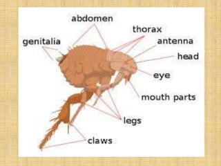 Sand Flu ENTOMOLOGY-Sand fly | PPTX