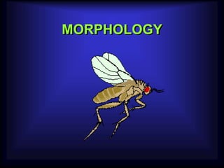 sand fly | PPT