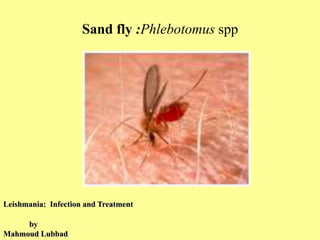 Sand fly :Phlebotomus spp
by
Mahmoud Lubbad
Leishmania: Infection and Treatment
 