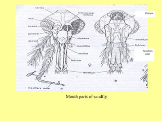 ‫ذكر‬ ‫أنثى‬
Pharynx
Maxillary
palp
Mouth parts of sandfly
 