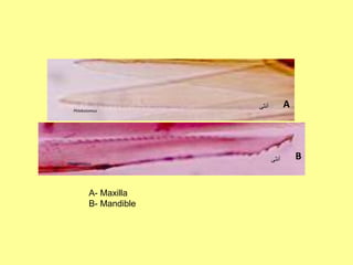 B
A
‫أنثى‬
‫أنثى‬
Phlebotomus
Phlebotomus
A- Maxilla
B- Mandible
 