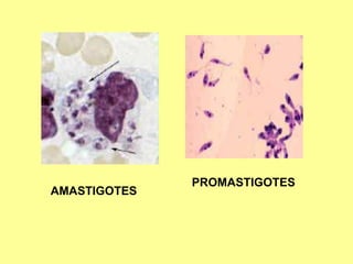 PROMASTIGOTES
AMASTIGOTES
 