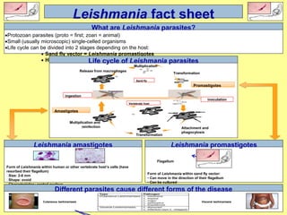 inoculation
ingestion
Sand fly
Vertebrate host
Transformation
Attachment and
phagocytosis
Multiplication and
reinfection
Release from macrophages
Multiplication
Transformation
Protozoan parasites (proto = first; zoan = animal)
Small (usually microscopic) single-celled organisms
Life cycle can be divided into 2 stages depending on the host:
 Sand fly vector = Leishmania promastigotes
 Human or other vertebrate = Leishmania amastigotes
Leishmania fact sheet
What are Leishmania parasites?
Life cycle of Leishmania parasites
Form of Leishmania within human or other vertebrate host’s cells (have
resorbed their flagellum)
Size: 2-6 mm
Shape: ovoid
Characteristics: central nucleus
Leishmania amastigotes
Different parasites cause different forms of the disease
Flagellum
Form of Leishmania within sand fly vector:
• Can move in the direction of their flagellum
• Can be cultured
Leishmania promastigotes
Amastigotes
Promastigotes
Cutaneous lesihmaniasis Visceral lesihmaniasis
 