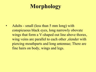 Morphology
• Adults - small (less than 5 mm long) with
conspicuous black eyes, long narrowly obovate
wings that form a V-shaped out line above thorax,
wing veins are parallel to each other ,slender with
piercing mouthparts and long antennae; There are
fine hairs on body, wings and legs.
 