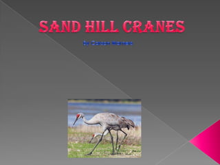 Sand hill Cranes By Carson Warners 