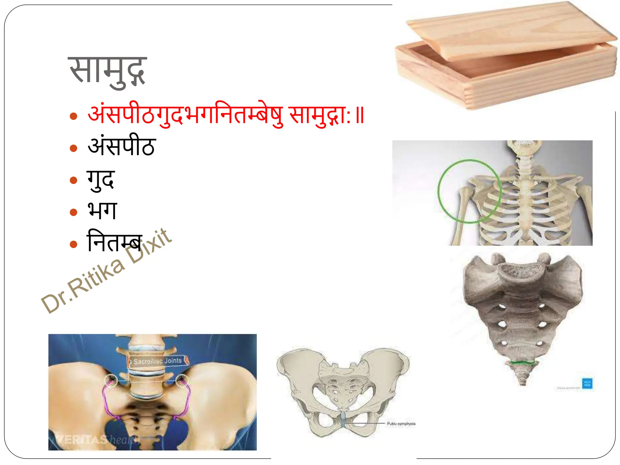 सामुद्ग
 अंसपीठगुदभगधनतम्बेषु सामुद्गा:
 अंसपीठ
 गुद
 भग
 धनतम्ब
 