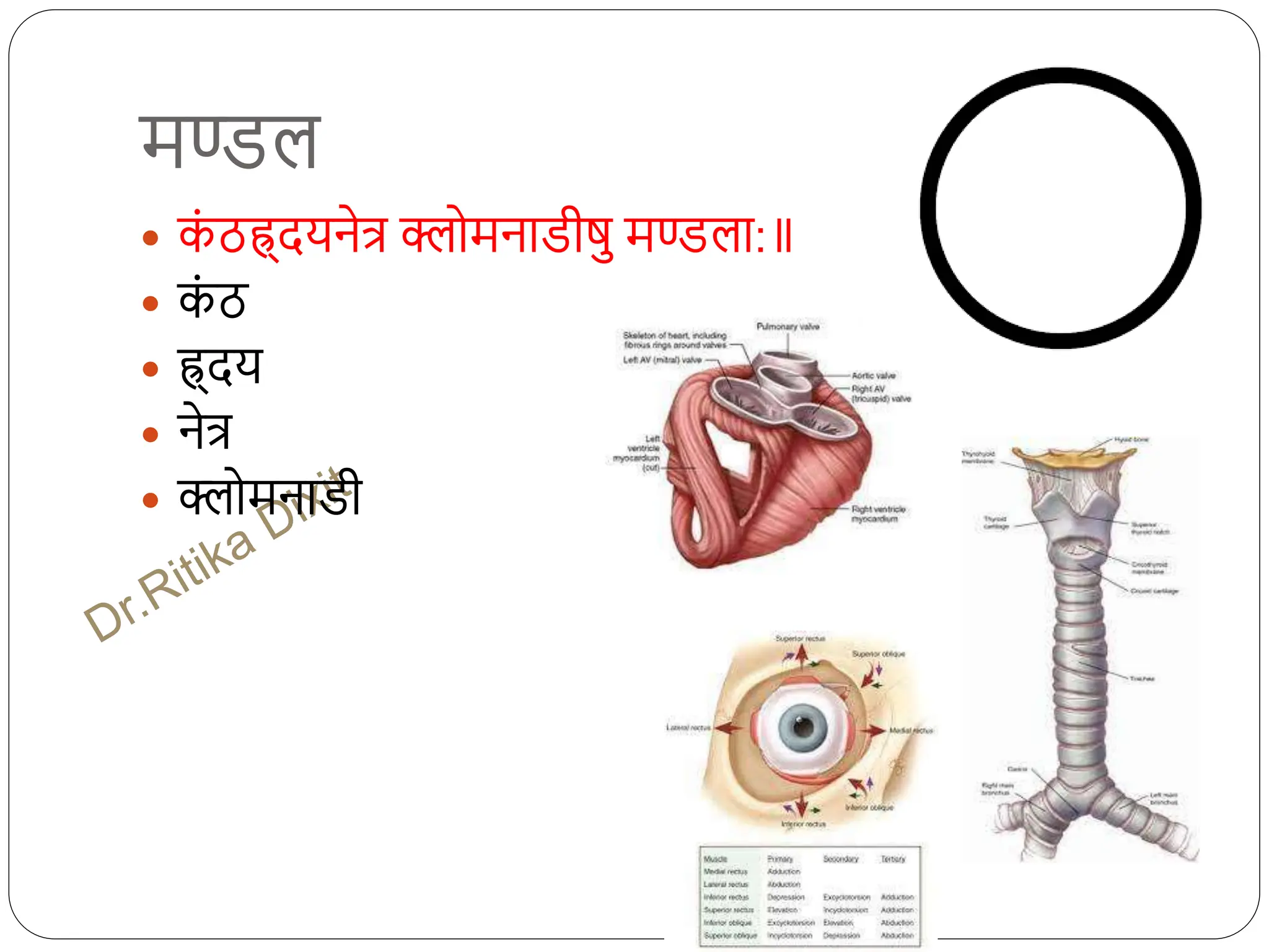 मण्डल
 क
ं ठह्र्दयनेत्र क्लोमनाडीषु मण्डला:
 क
ं ठ
 ह्र्दय
 नेत्र
 क्लोमनाडी
 