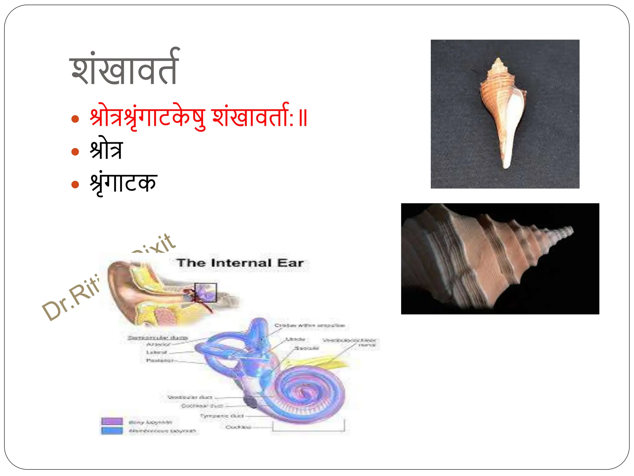 शंखावति
 श्रोत्रश्रृंगािक
े षु शंखावताि:
 श्रोत्र
 श्रृंगािक
 