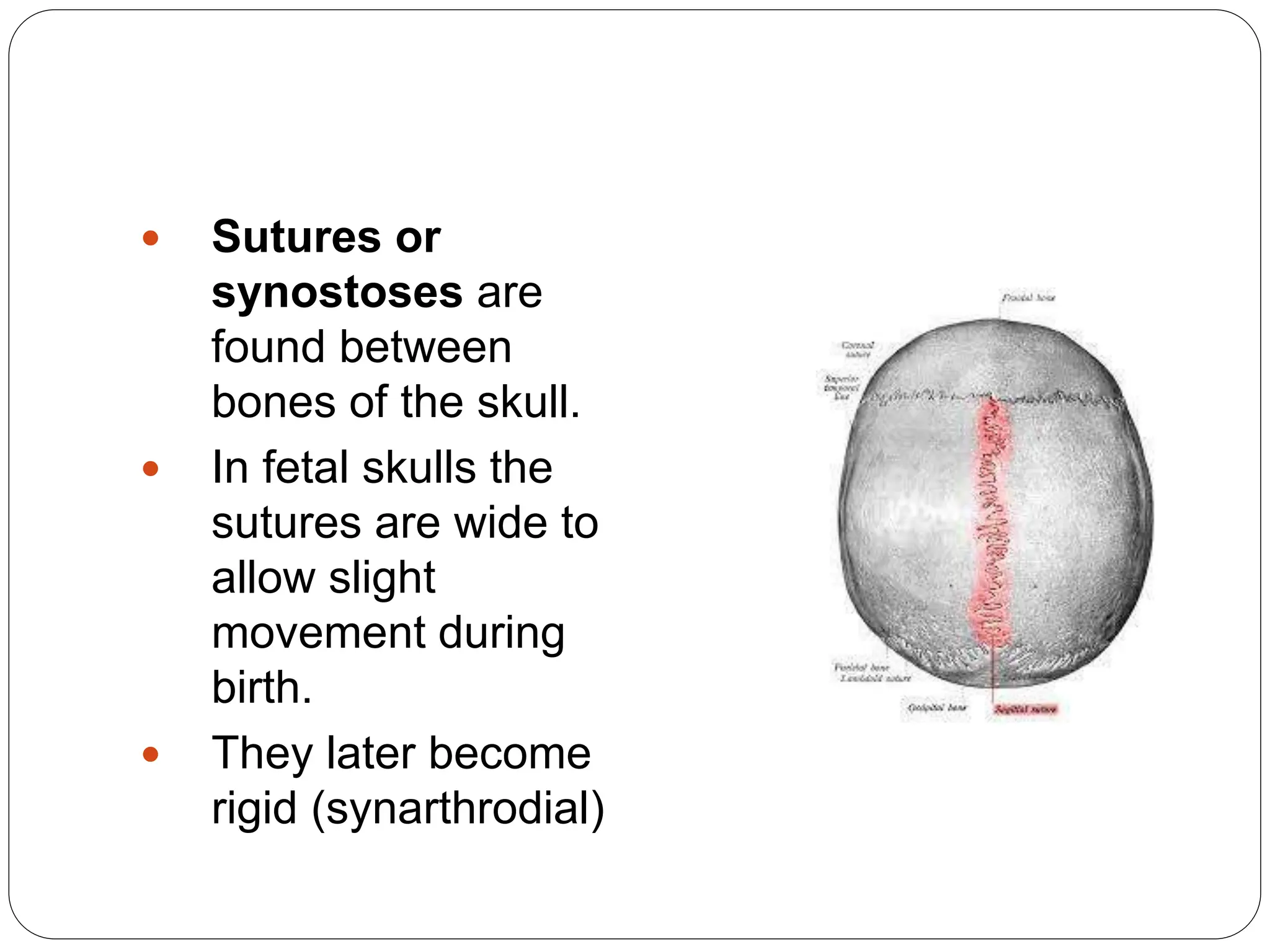  Sutures or
synostoses are
found between
bones of the skull.
 In fetal skulls the
sutures are wide to
allow slight
movement during
birth.
 They later become
rigid (synarthrodial)
 
