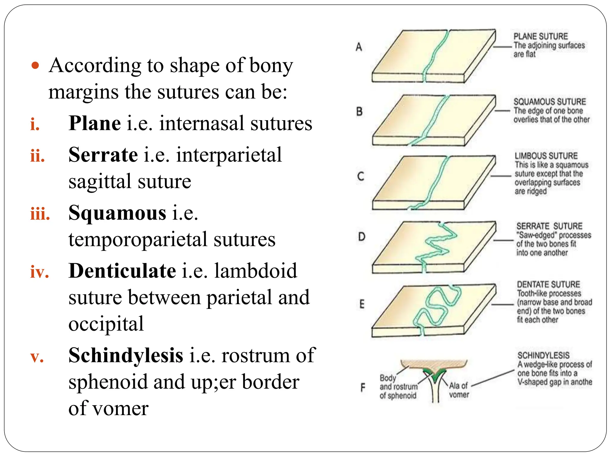  According to shape of bony
margins the sutures can be:
i. Plane i.e. internasal sutures
ii. Serrate i.e. interparietal
sagittal suture
iii. Squamous i.e.
temporoparietal sutures
iv. Denticulate i.e. lambdoid
suture between parietal and
occipital
v. Schindylesis i.e. rostrum of
sphenoid and up;er border
of vomer
 