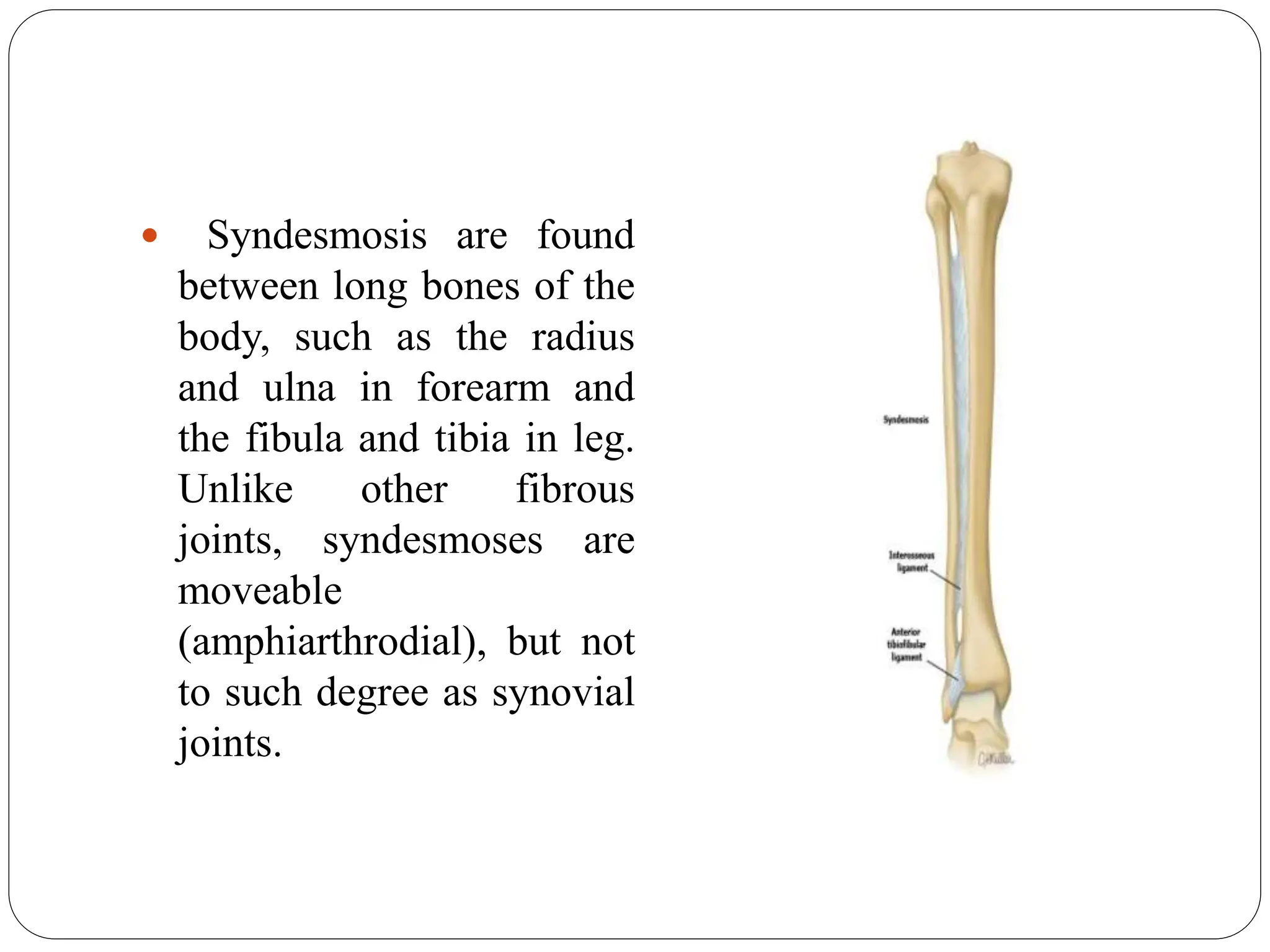  Syndesmosis are found
between long bones of the
body, such as the radius
and ulna in forearm and
the fibula and tibia in leg.
Unlike other fibrous
joints, syndesmoses are
moveable
(amphiarthrodial), but not
to such degree as synovial
joints.
 