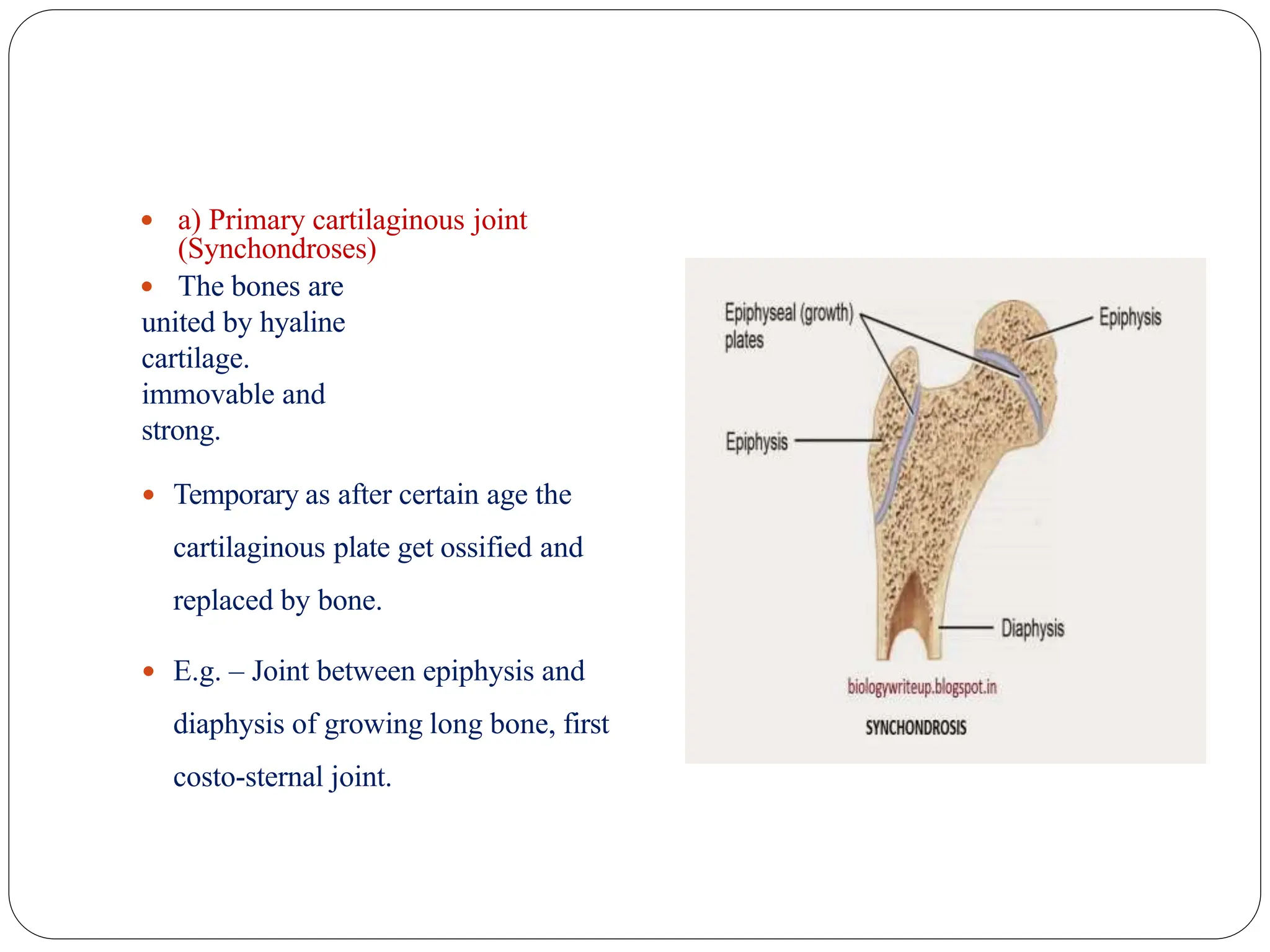  a) Primary cartilaginous joint
(Synchondroses)
 The bones are
united by hyaline
cartilage.
immovable and
strong.
 Temporary as after certain age the
cartilaginous plate get ossified and
replaced by bone.
 E.g. – Joint between epiphysis and
diaphysis of growing long bone, first
costo-sternal joint.
 
