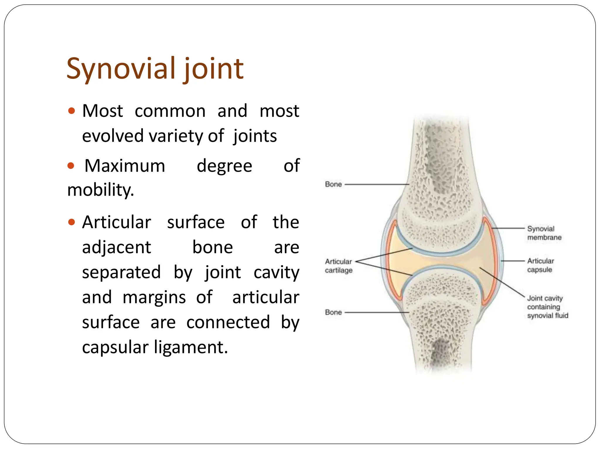 Synovial joint
 Most common and most
evolved variety of joints
 Maximum degree of
mobility.
 Articular surface of the
adjacent bone are
separated by joint cavity
and margins of articular
surface are connected by
capsular ligament.
 