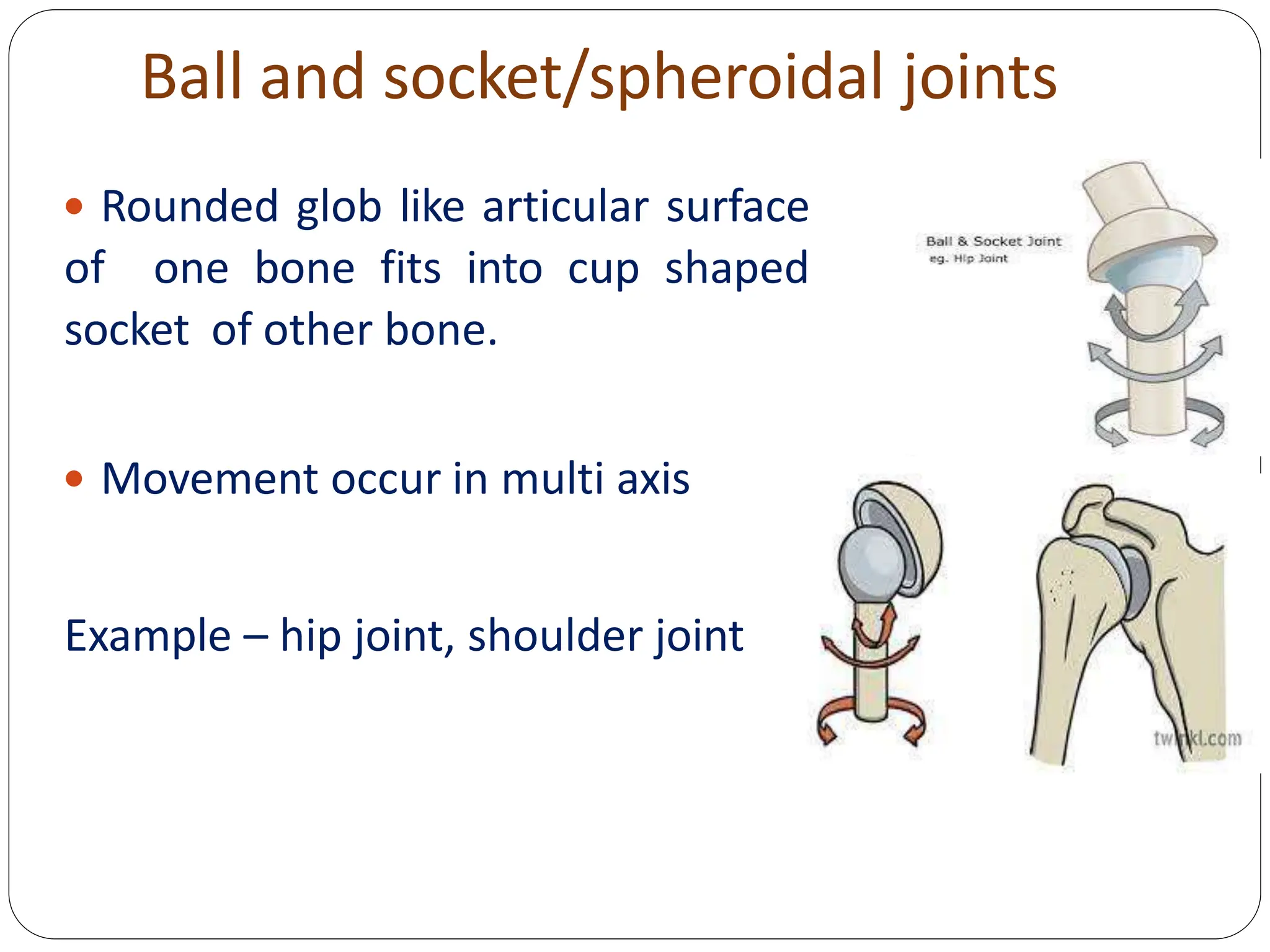 Ball and socket/spheroidal joints
 Rounded glob like articular surface
of one bone fits into cup shaped
socket of other bone.
 Movement occur in multi axis
Example – hip joint, shoulder joint
 
