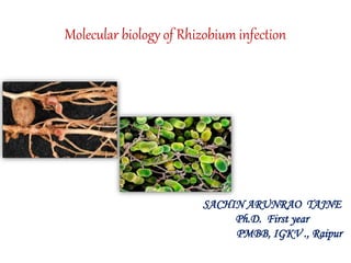Molecular biology of Rhizobium infection
SACHIN ARUNRAO TAJNE
Ph.D. First year
PMBB, IGKV ., Raipur
 