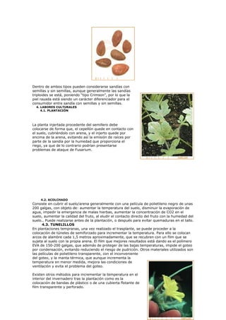 Dentro de ambos tipos pueden considerarse sandías con
semillas y sin semillas, aunque generalmente las sandías
triploides se está, poniendo “tipo Crimson”, por lo que la
piel rayada está siendo un carácter diferenciador para el
consumidor entre sandía con semillas y sin semillas.
  4. LABORES CULTURALES
     4.1. PLANTACIÓN




La planta injertada procedente del semillero debe
colocarse de forma que, el cepellón quede en contacto con
el suelo, cubriéndolo con arena, y el injerto quede por
encima de la arena, evitando así la emisión de raíces por
parte de la sandía por la humedad que proporciona el
riego, ya que de lo contrario podrían presentarse
problemas de ataque de Fusarium.




     4.2. ACOLCHADO
Consiste en cubrir el suelo/arena generalmente con una película de polietileno negro de unas
200 galgas, con objeto de: aumentar la temperatura del suelo, disminuir la evaporación de
agua, impedir la emergencia de malas hierbas, aumentar la concentración de CO2 en el
suelo, aumentar la calidad del fruto, al eludir el contacto directo del fruto con la humedad del
suelo.. Puede realizarse antes de la plantación, o después para evitar quemaduras en el tallo.
      4.3. TUNELILLOS
En plantaciones tempranas, una vez realizado el trasplante, se puede proceder a la
colocación de túneles de semiforzado para incrementar la temperatura. Para ello se colocan
arcos de alambre cada 1,5 metros aproximadamente, que se recubren con un film que se
sujeta al suelo con la propia arena. El film que mejores resultados está dando es el polímero
EVA de 150-200 galgas, que además de proteger de las bajas temperaturas, impide el goteo
por condensación, evitando reduciendo el riesgo de pudrición. Otros materiales utilizados son
las películas de polietileno transparente, con el inconveniente
del goteo, y la manta térmica, que aunque incrementa la
temperatura en menor medida, mejora las condiciones de
ventilación y evita el problema del goteo.

Existen otros métodos para incrementar la temperatura en el
interior del invernadero tras la plantación como es la
colocación de bandas de plástico o de una cubierta flotante de
film transparente y perforado.
 