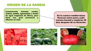ORIGEN DE LA SANDIA
Comúnmente llamada sandía,
síndria, patilla, aguamelón o melón
de agua originaria de África, pero
tiene una gran presencia y
difusión en Asia
En la cuenca mediterránea
florecen entre junio y julio
(verano boreal) y maduran 40
días después de su floración.
 