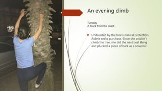 An evening climb
Tuesday
A block from the coast
 Undaunted by the tree’s natural protection,
Aubrie seeks purchase. Since she couldn’t
climb the tree, she did the next best thing
and plucked a piece of bark as a souvenir.
 