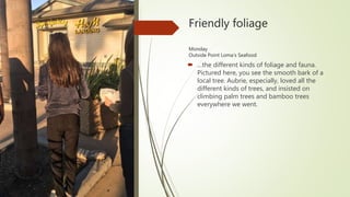 Friendly foliage
Monday
Outside Point Loma’s Seafood
 …the different kinds of foliage and fauna.
Pictured here, you see the smooth bark of a
local tree. Aubrie, especially, loved all the
different kinds of trees, and insisted on
climbing palm trees and bamboo trees
everywhere we went.
 