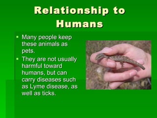 Relationship to Humans Many people keep these animals as pets. They are not usually harmful toward humans, but can carry diseases such as Lyme disease, as well as ticks. 