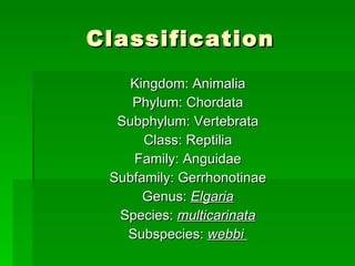Classification Kingdom: Animalia Phylum: Chordata Subphylum: Vertebrata Class: Reptilia Family: Anguidae Subfamily: Gerrhonotinae Genus:  Elgaria Species:  multicarinata Subspecies:  webbi  