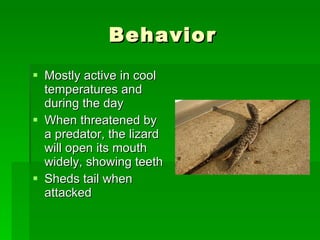 Behavior Mostly active in cool temperatures and during the day When threatened by a predator, the lizard will open its mouth widely, showing teeth Sheds tail when attacked 