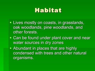 Habitat Lives mostly on coasts, in grasslands, oak woodlands, pine woodlands, and other forests. Can be found under plant cover and near water sources in dry zones Abundant in places that are highly condensed with trees and other natural organisms. 