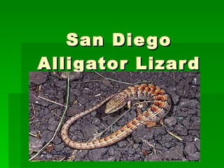 San Diego Alligator Lizard 