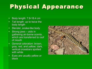 Physical Appearance Body length: 7.8-18.4 cm Tail length: up to twice the body length Slender, snake-like body Strong jaws – aids in gathering air-borne scents, which are transferred to roof of mouth General coloration: brown, gray, red, and yellow; dark, vertical crossbars spotted with white Eyes are usually yellow or black 