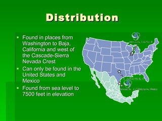 Distribution Found in places from Washington to Baja, California and west of the Cascade-Sierra Nevada Crest Can only be found in the United States and Mexico Found from sea level to 7500 feet in elevation 